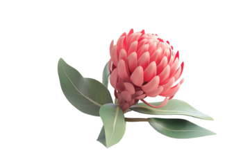 3D image of Waratah, Australian native flower, in a digital art plastic 3D style with pastel colors