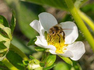 Flowering strawberry bush with a bee in the garden.