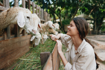 A woman feeding sheep from a wooden fence in a zoo bók