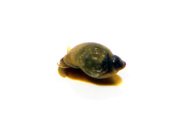 モノアラガイ　白バック