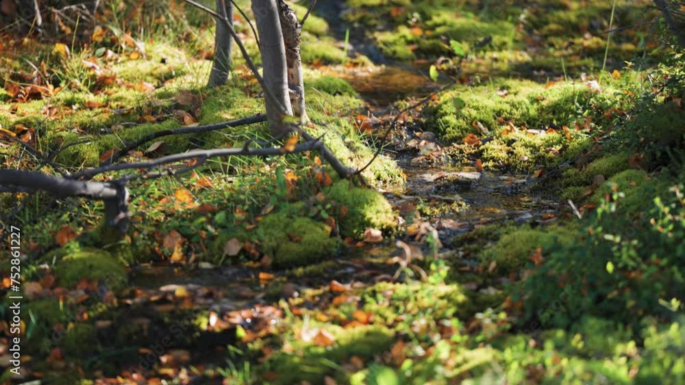 Poster a small creek in the autumn forest. water drips and flows on the moss-covered ground. parallax video