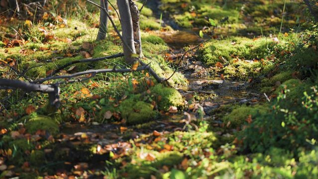A small creek in the autumn forest. Water drips and flows on the moss-covered ground. Parallax video, bokeh background.