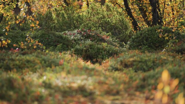 Bright autumn colours in the Norwegian autumn forest. SLow-motion parallax video, bokeh background.