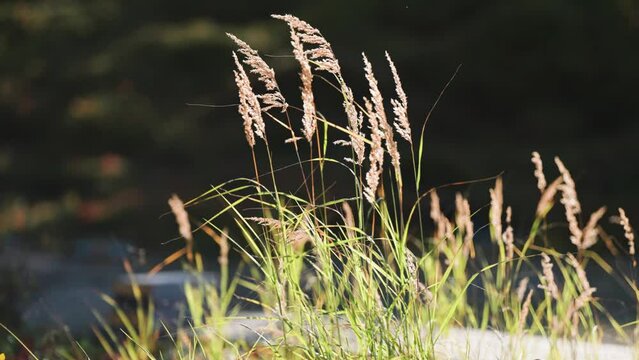 Wispy reeds stand still in the calm weather backlit by the morning sun. Parallax video, bokeh background.