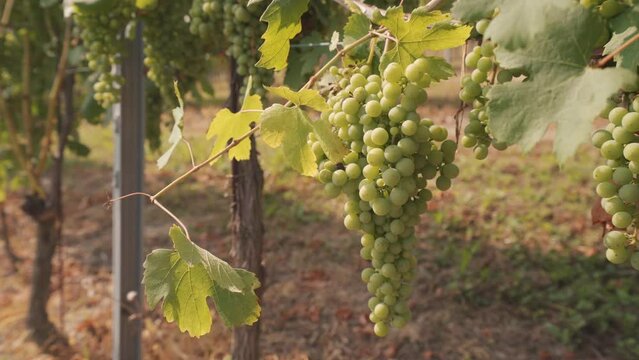 Cluster Of Green Unripe Nebbiolo Grapes Hanging On Vine At Vineyard. closeup shot
