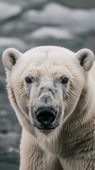 a polar bear portrait looking direct in camera with low-light