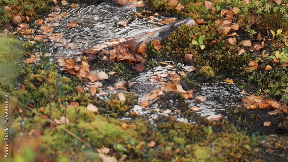 Poster a tiny shallow stream covered with fallen leaves flows through mossy terrain.