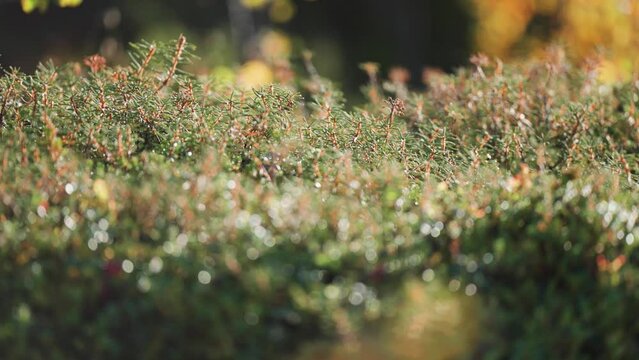 A soft carpet of tundra undergrowth lit by the warm sun. Parallax video. Bokeh background.