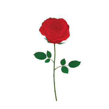 Single blooming red rose flat vector isolated on white background. Hand drawn illustration