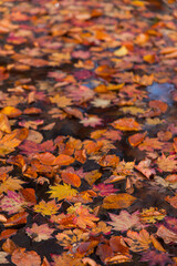 日本　青森県十和田市奥瀬蔦野湯にある湖沼郡、蔦七沼内にある菅沼に浮かぶ紅葉の落ち葉