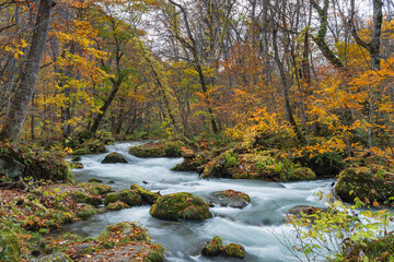 日本　青森県十和田市、十和田湖の子ノ口から焼山まで続く奥入瀬渓流の石ヶ戸の瀬と紅葉