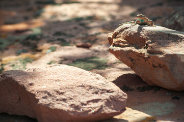 Eastern collared lizard at Canyonlands National Park in southeastern Utah