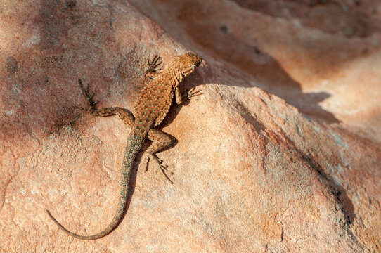 Eastern collared lizard at Canyonlands National Park in southeastern Utah
