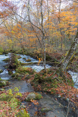 日本　青森県十和田市、十和田湖の子ノ口から焼山まで続く奥入瀬渓流の紅葉