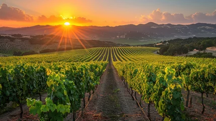 Tuinposter Panoramic view of lush vineyard at sunset. © tong2530