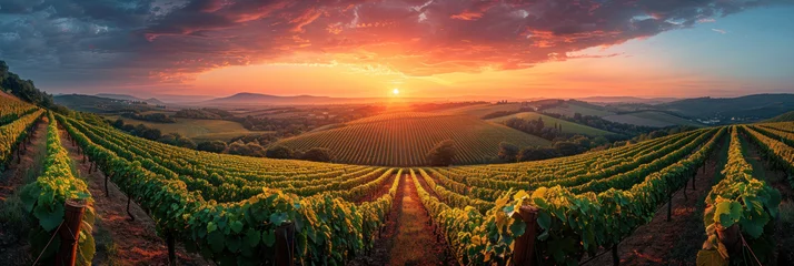 Fotobehang Panoramic view of lush vineyard at sunset. © tong2530