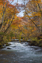 日本　青森県十和田市、十和田湖の子ノ口から焼山まで続く奥入瀬渓流の紅葉