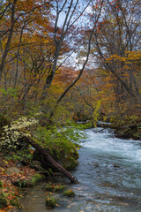 Obraz premium 日本 青森県十和田市、十和田湖の子ノ口から焼山まで続く奥入瀬渓流の紅葉