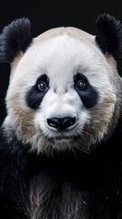 Obraz premium a giant panda close-up portrait looking direct in camera with low-light, black backdrop 