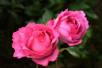 rose yves piaget,pink rose,yves piaget in the garden.