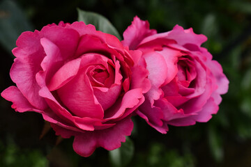 ピンクの薔薇、バラ・イブピアッチェ、ピンクのバラの花、rose yves piaget