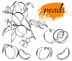 peach fruit sliced collection isolated on white background