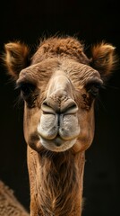 a camel close-up portrait looking direct in camera with low-light, black backdrop - obrazy, fototapety, plakaty
