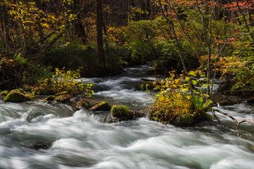 Obraz premium 日本 青森県十和田市、十和田湖の子ノ口から焼山まで続く奥入瀬渓流の三乱の流れと紅葉