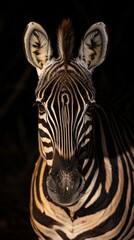 a zebra portrait looking direct in camera with low-light 