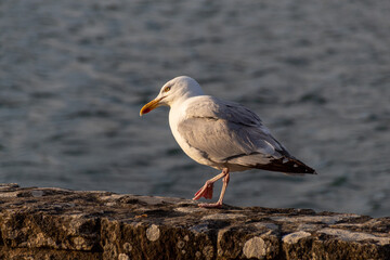seagull on the rocks