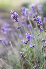 Provence - lavender field - 752876282
