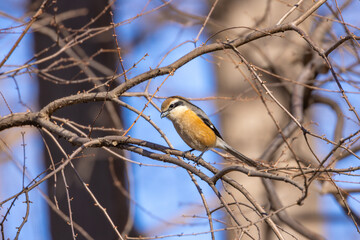 秋ヶ瀬公園の百舌鳥
