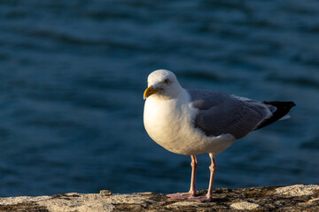 seagull on the rocks