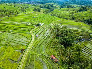 Jatiluwih Rice Terraces, Bali, Indonesia, Drone