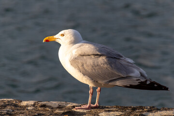 seagull on the rocks