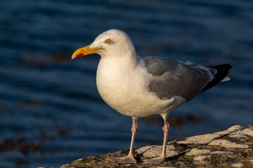 Obraz premium seagull on the rocks
