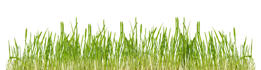 Green grass isolated on transparent background, border png
