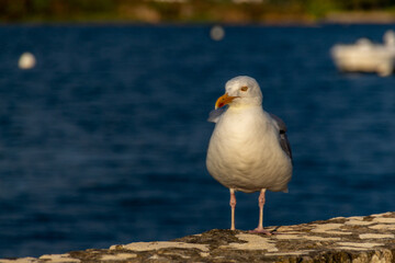 seagull on the rocks
