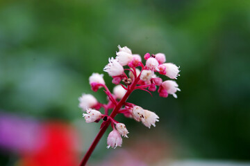 tiny white flowers