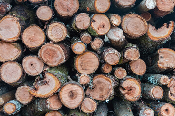 Pile of firewood in the forest, chopped firewood background