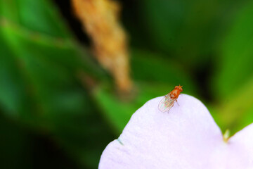 white flower with small insect