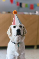 golden retriever con solbrero de fiesta, perro con sombrero de cumpleaños, perro adorable con...