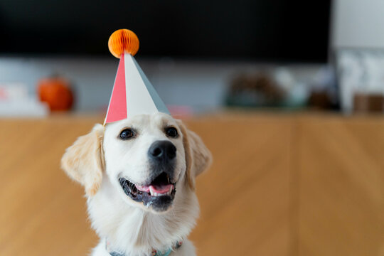 golden retriever con solbrero de fiesta, perro con sombrero de cumplea&ntilde;os, perro adorable con sombrero, golden retriever cumplea&ntilde;os, golden retriever blanco, perro blanco feliz, golden retriever diver