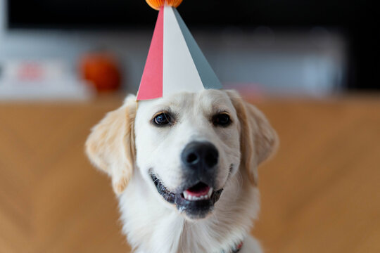golden retriever con solbrero de fiesta, perro con sombrero de cumplea&ntilde;os, perro adorable con sombrero, golden retriever cumplea&ntilde;os, golden retriever blanco, perro blanco feliz, golden retriever diver
