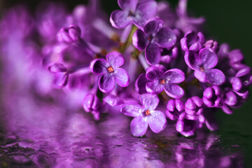 lilac lilac on wet artistic background close up. lilac flower background