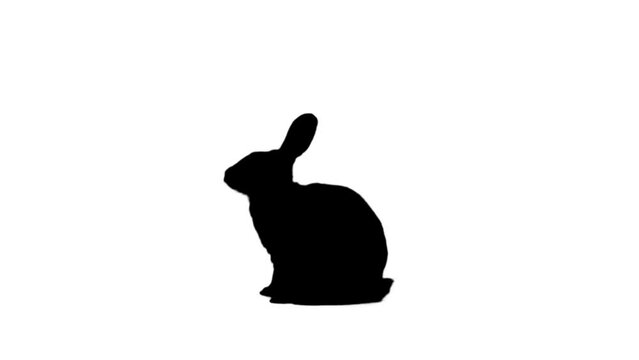 Black Silhouette Rabbit sitting and standing up on the white background. Black and white for compositing and presentation. Alpha matte isolated.