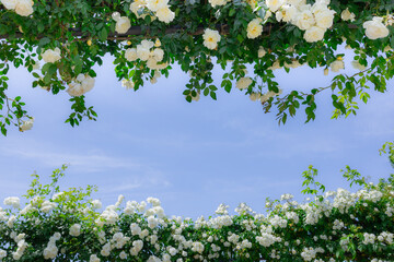 白いバラのトンネル　青空背景