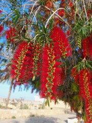 red flowers on tree