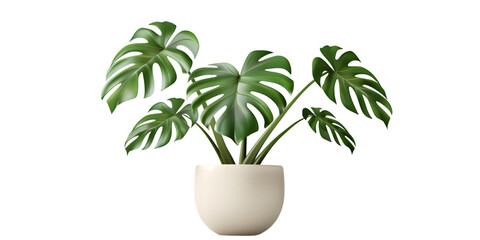 Tropical house monstera plant in modern pot or vase isolated on white or transparent background