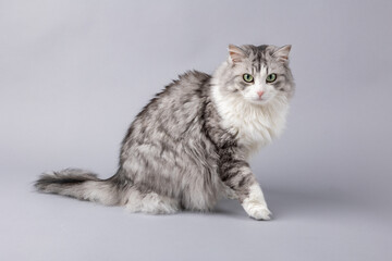 Norwegian Forest Cat sitting in front of grey background